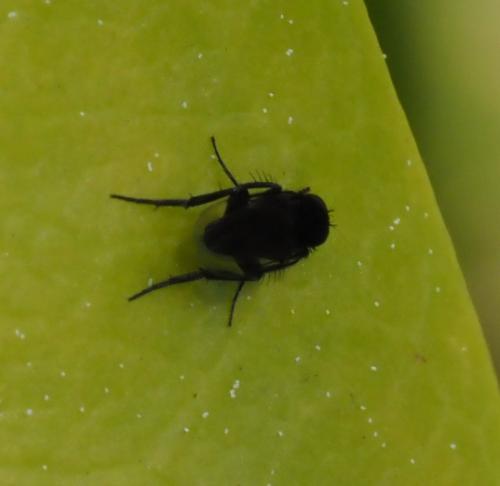 Phora sp.